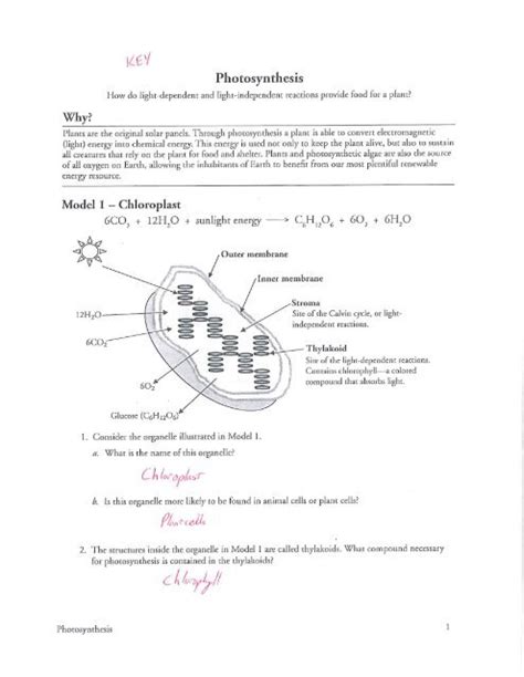 Model 1 – Photosynthesis in an Aquatic Plant. ... 2 POGIL™ Activities for High School Biology. Model 2 – Aquatic Plant Experiment. ... Mitosis-labeling - Mitosis labeling worksheet answer key. Biology 100% (38) 11. Gizmo Cladograms. Biology 97% (227) 5. Copy of Temp Sex Determination SE.